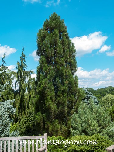 'Arnold Sentinel' (Pinus nigra)